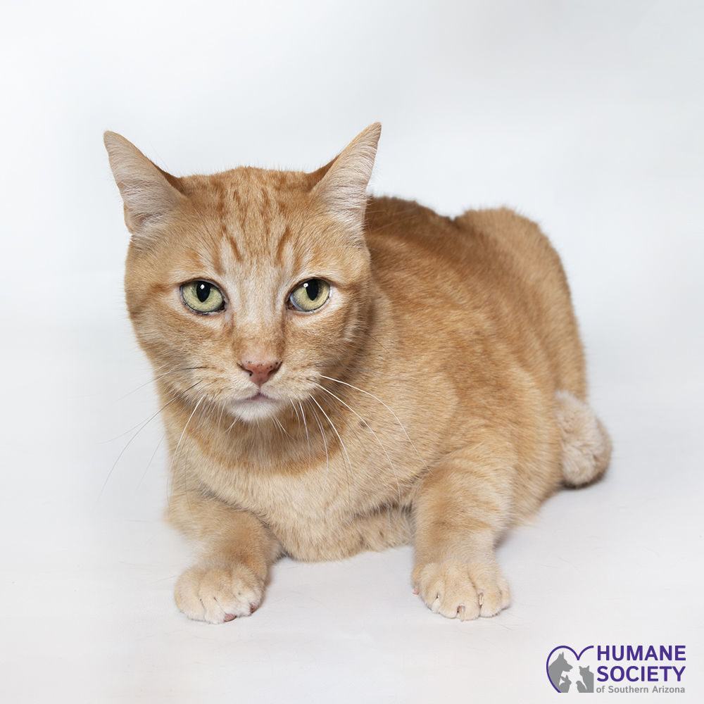 Adopt a friend: Julius